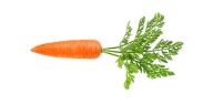 Carrot | alimentarium